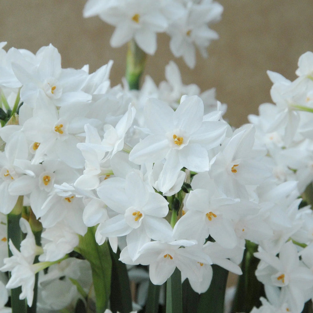 Narcisse 'Paperwhite'