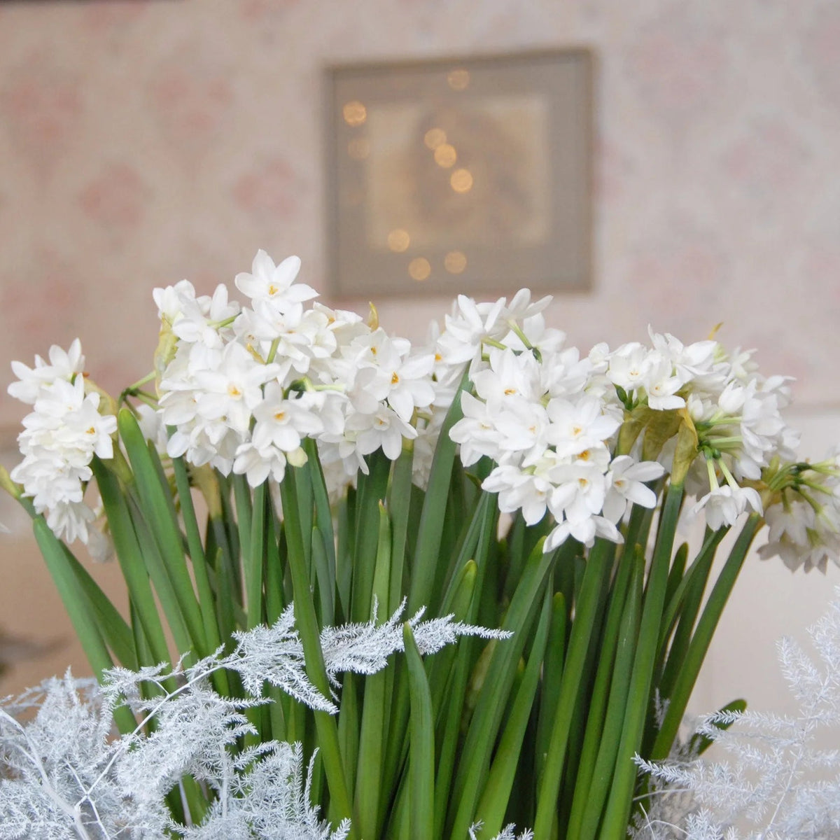 Narcisse 'Paperwhite'