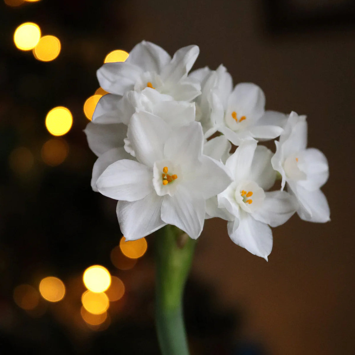 Narcisse 'Paperwhite'