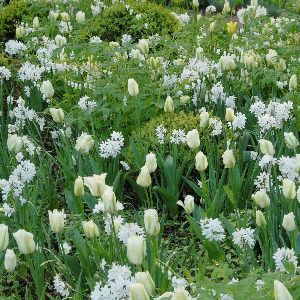Narcisse 'Paperwhite'