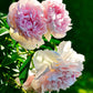 Pivoine Rose