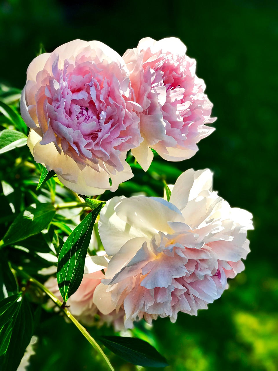 Pivoine Rose