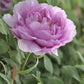 Pivoine Rose