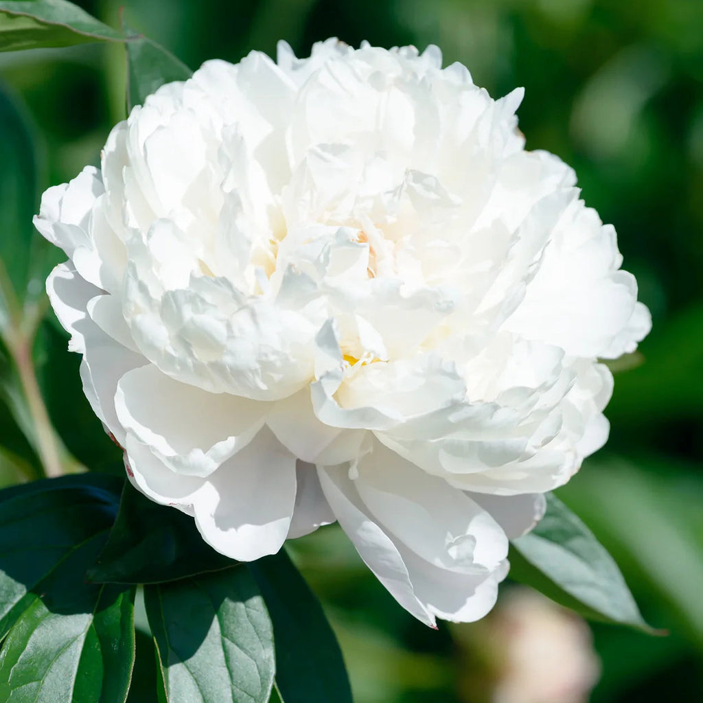 Pivoine blache