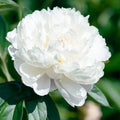 Pivoine blache
