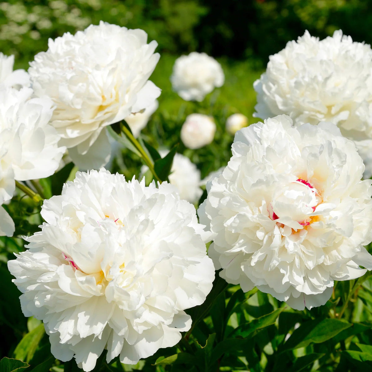 Pivoine blache
