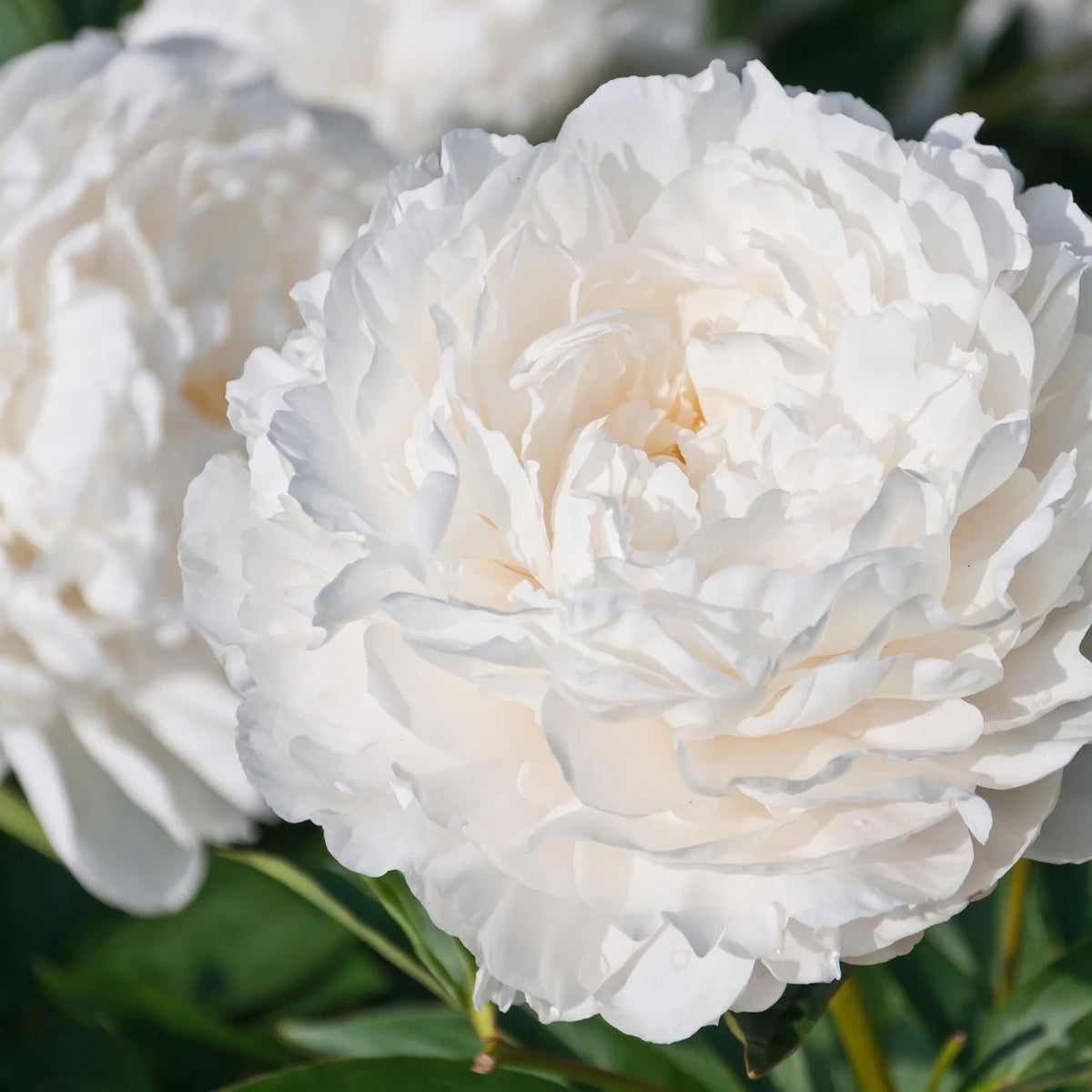 Pivoine blache