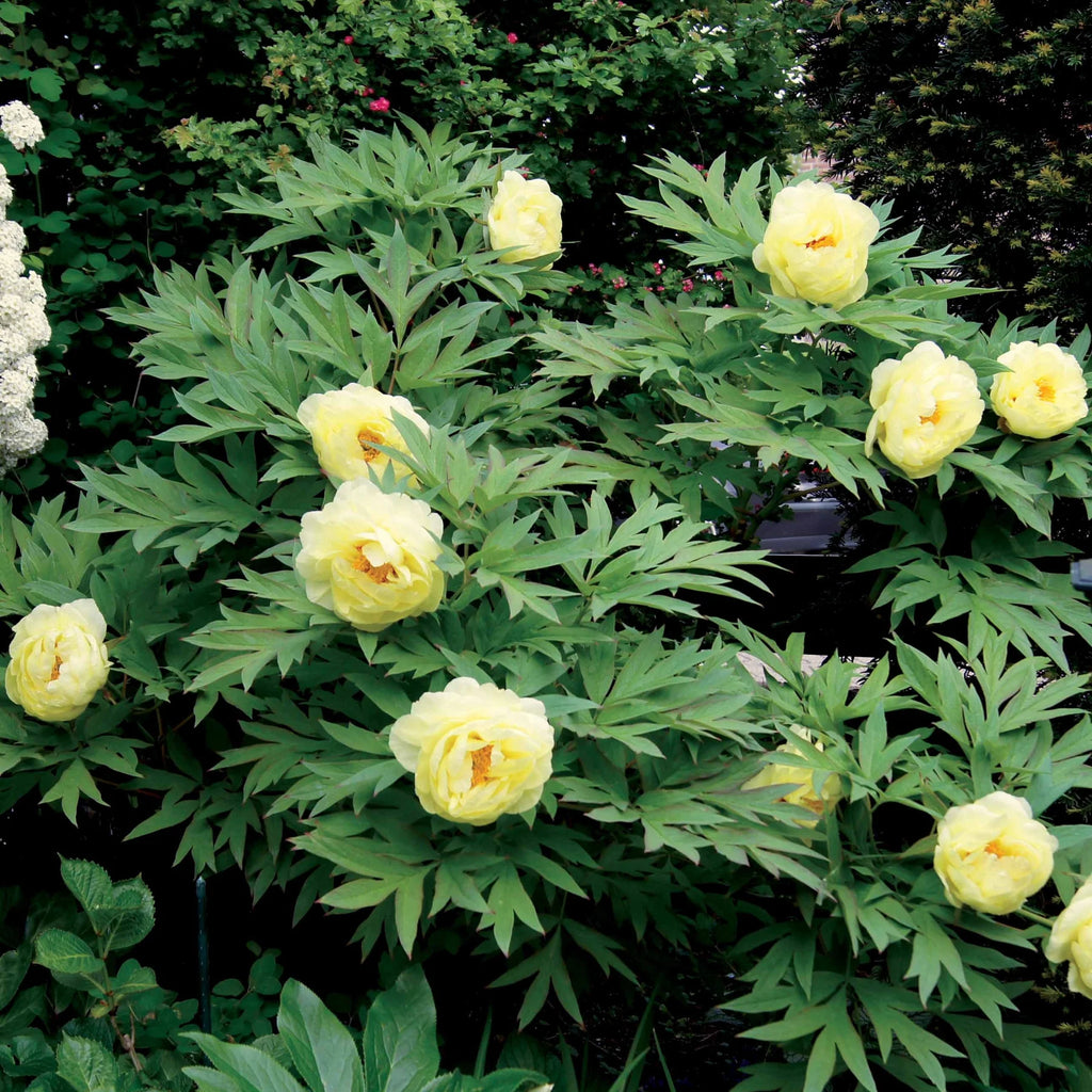 Pivoine jaune