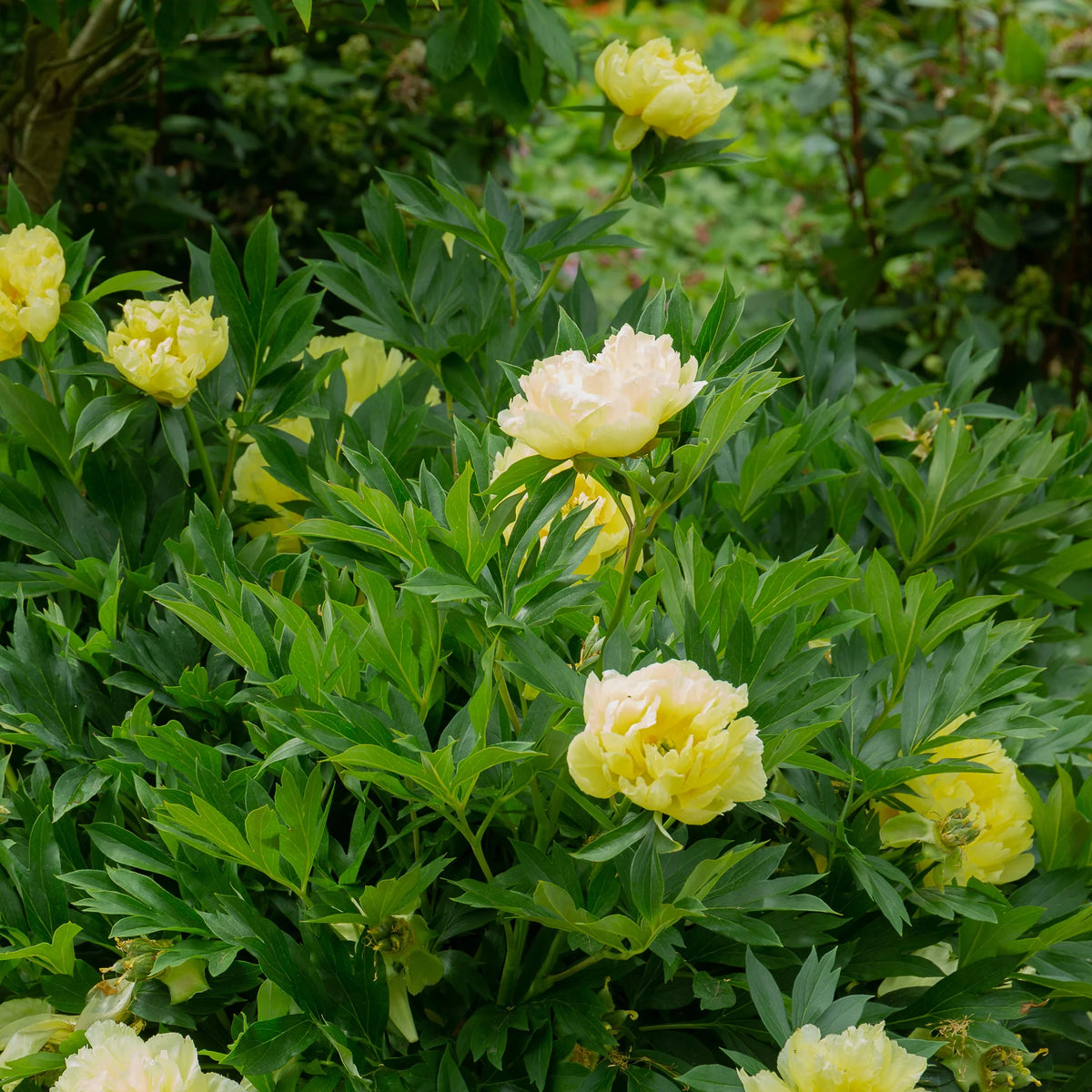 Pivoine jaune