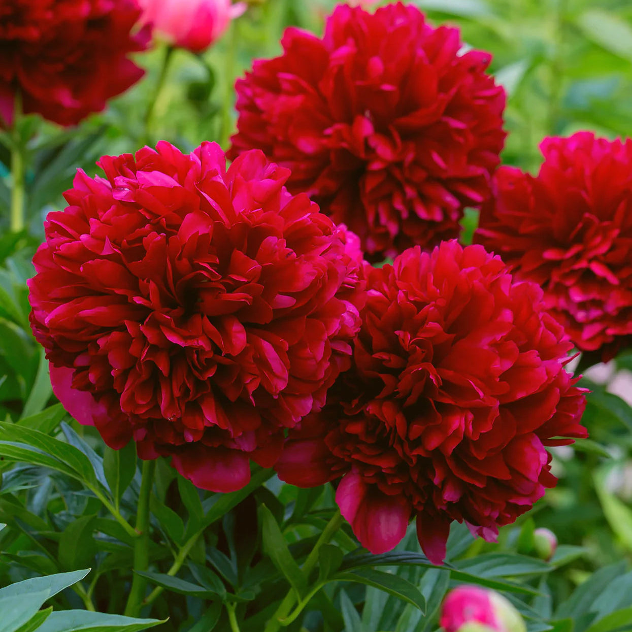 Pivoine rouge Immagine