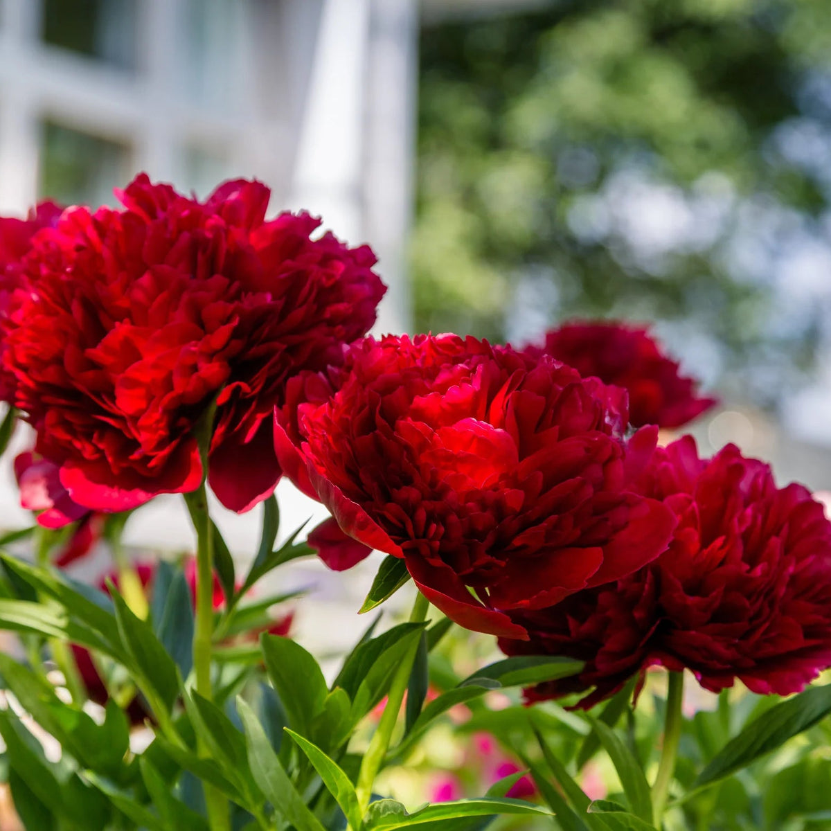 Pivoine rouge