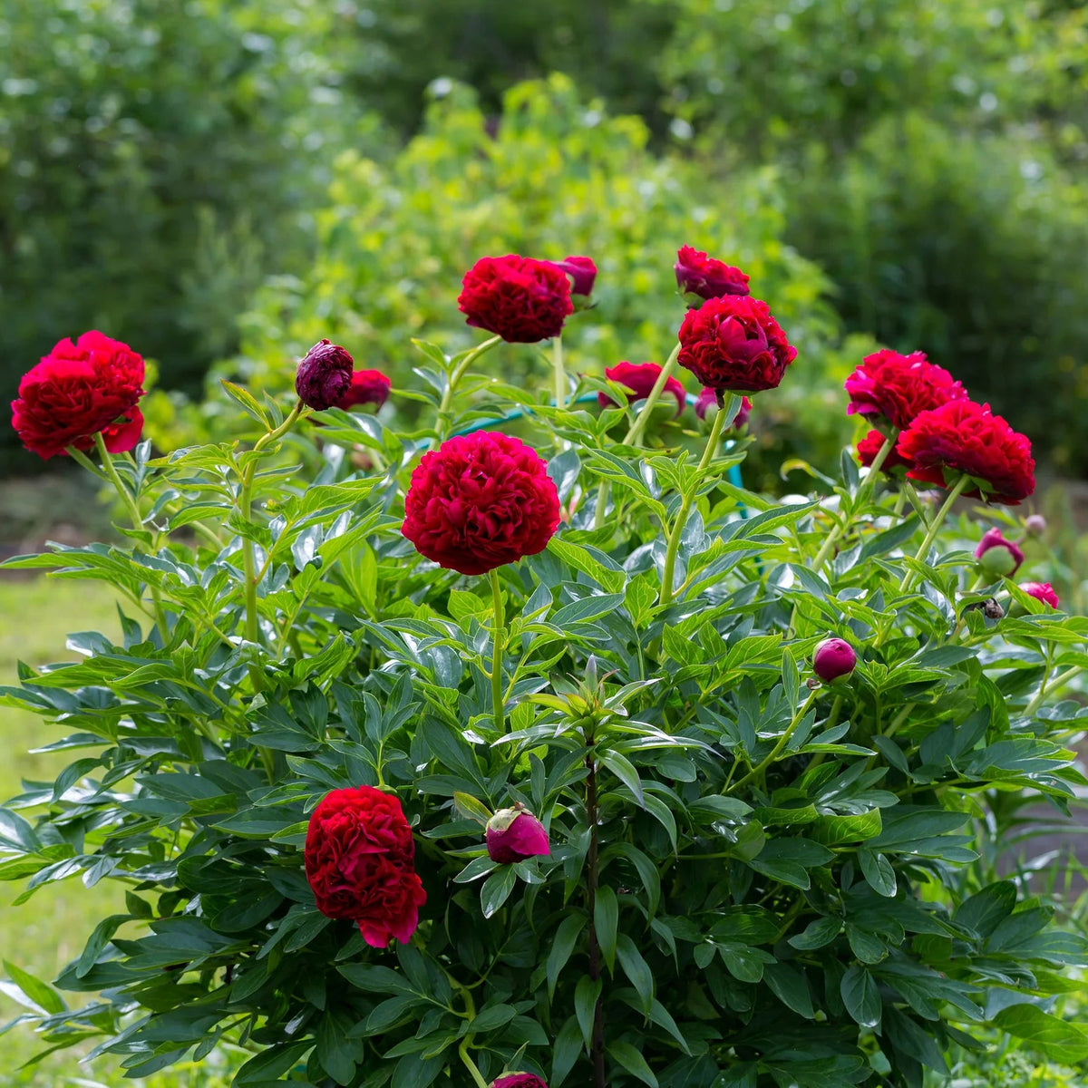 Pivoine rouge