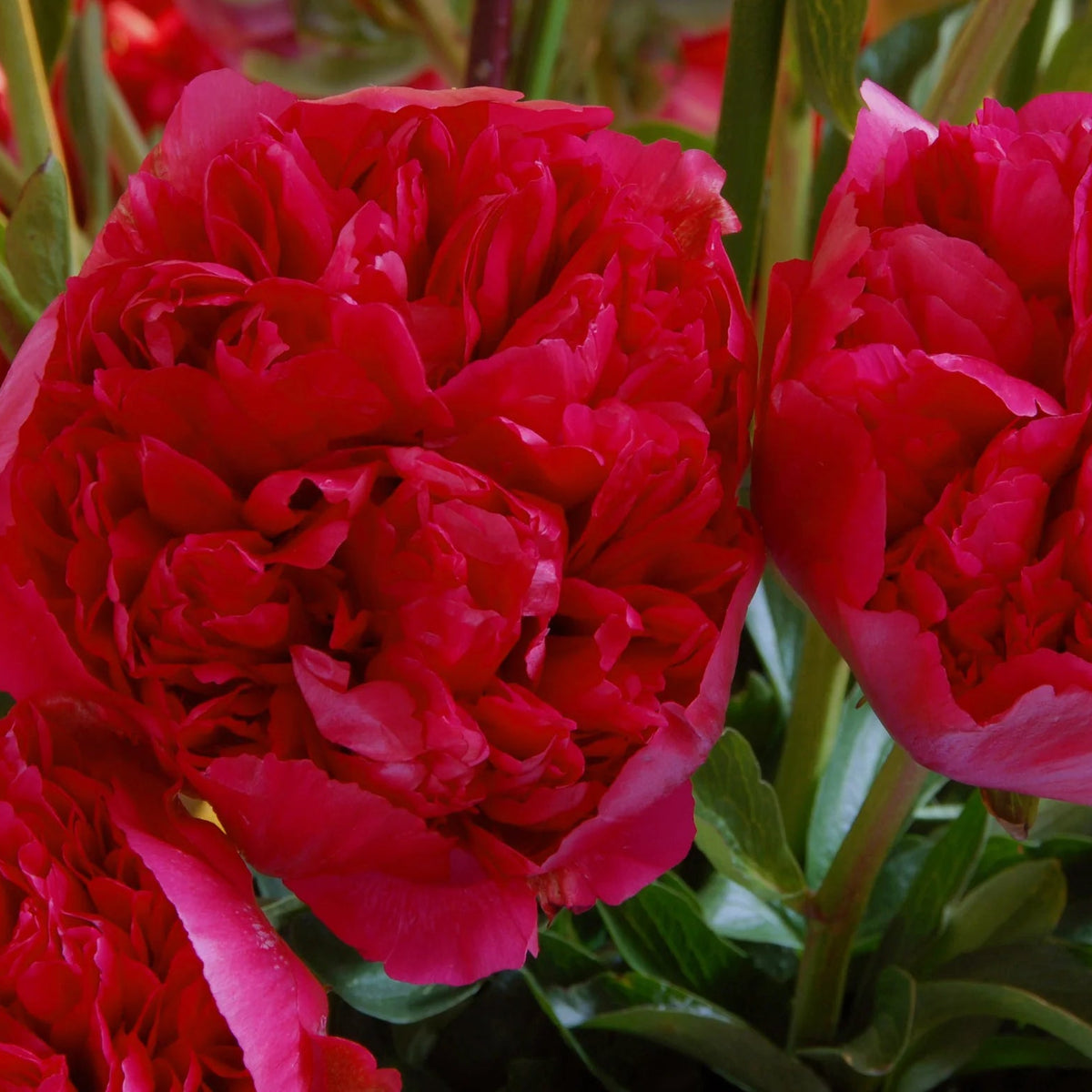Pivoine rouge