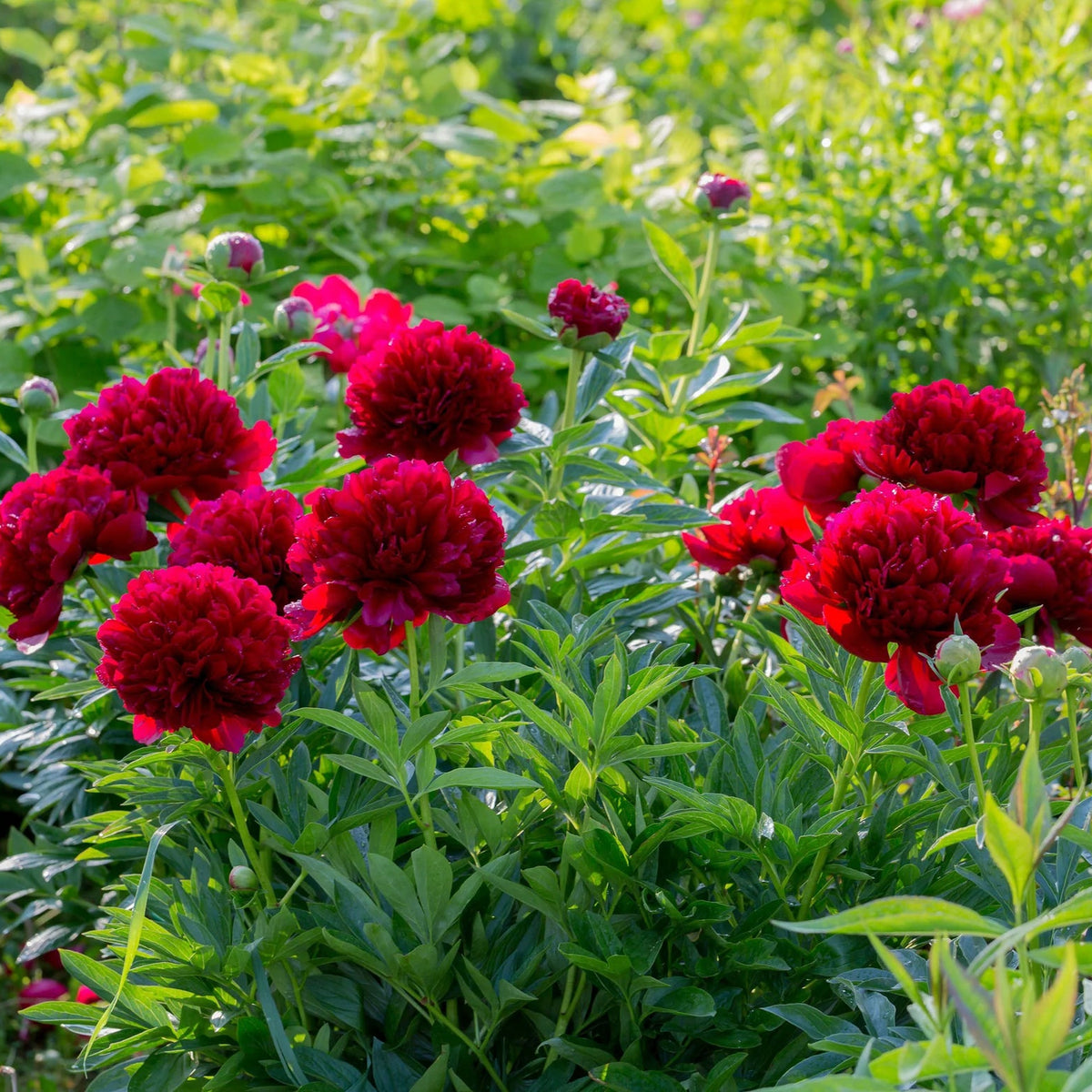 Pivoine rouge