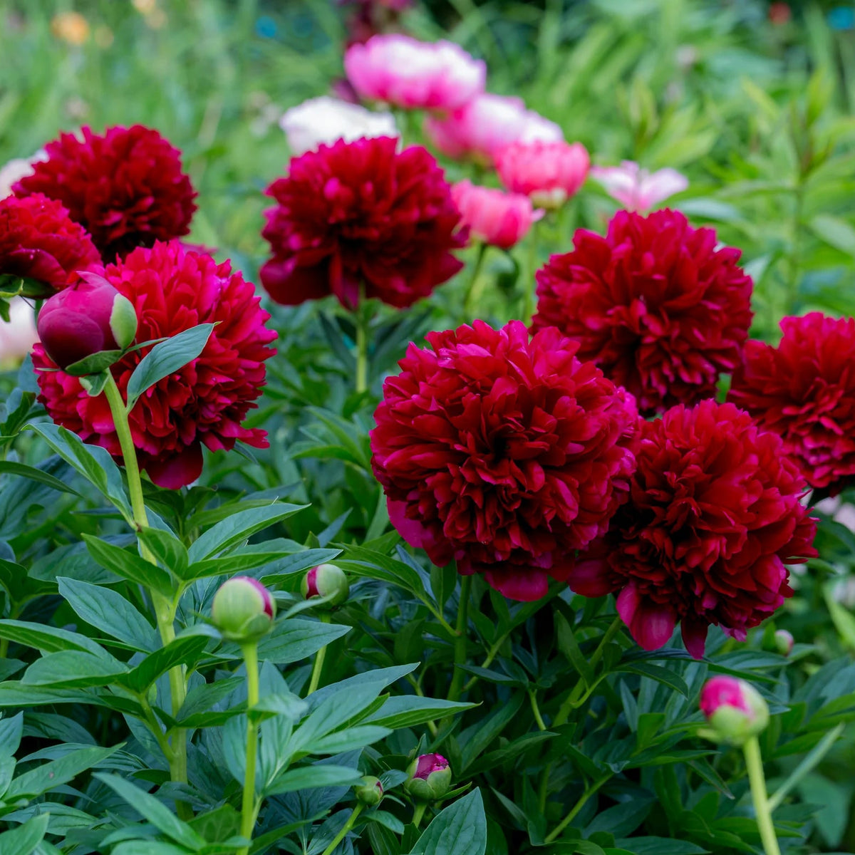 Pivoine rouge