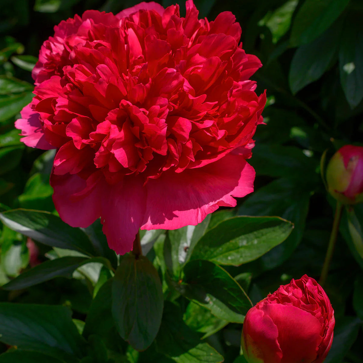 Pivoine rouge