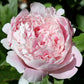 Pivoine Rose