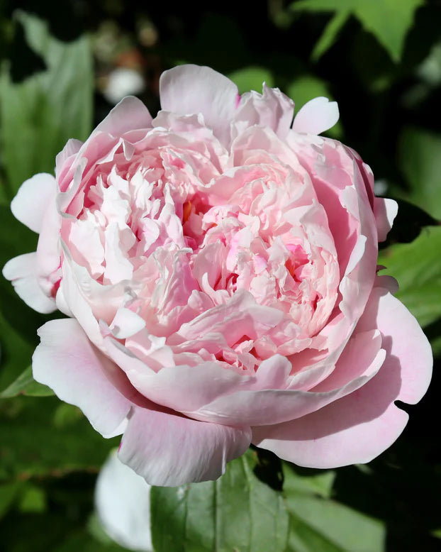 Pivoine Rose