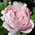 Pivoine Sarah Bernhardt
