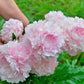 Pivoine Rose