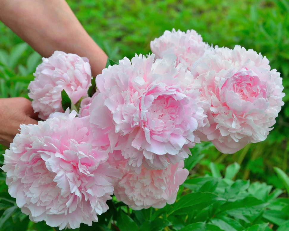 Pivoine Rose