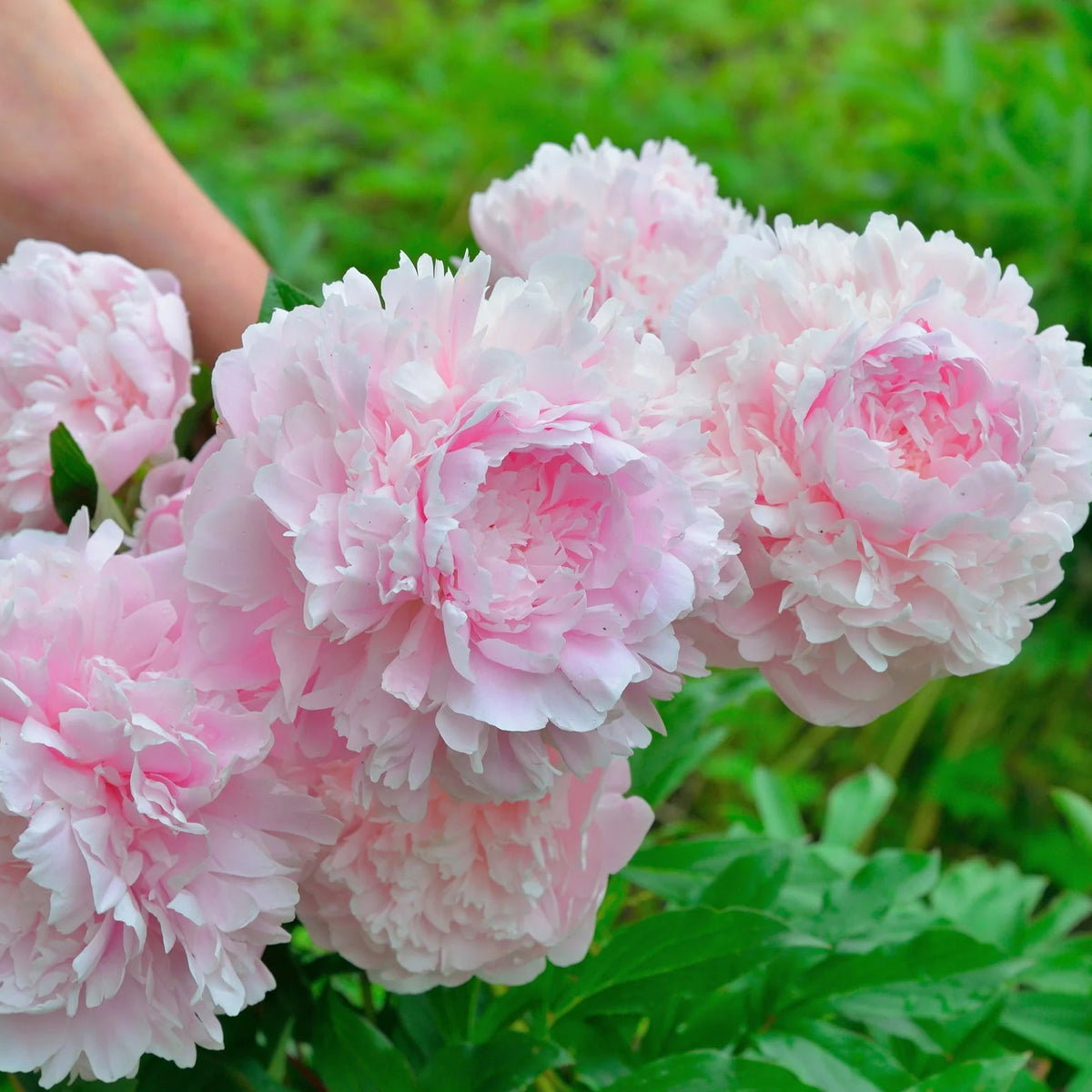 Pivoine Sarah Bernhardt
