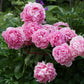 Pivoine Rose