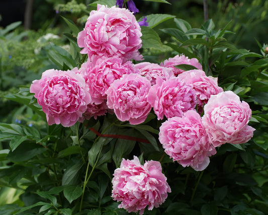 Pivoine Rose