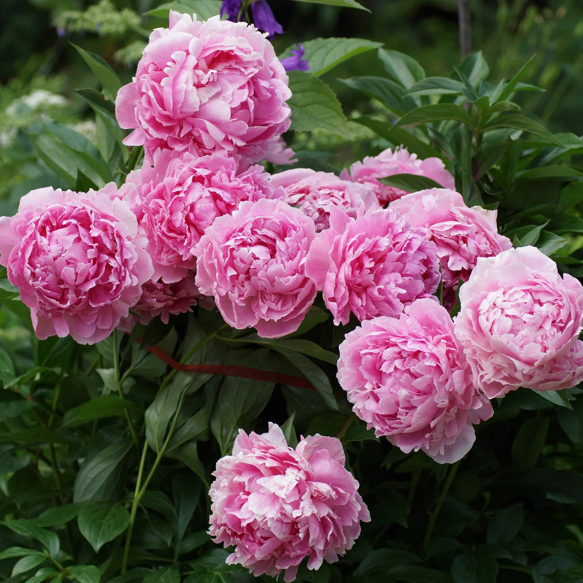 Pivoine Sarah Bernhardt