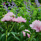 Pivoine Rose