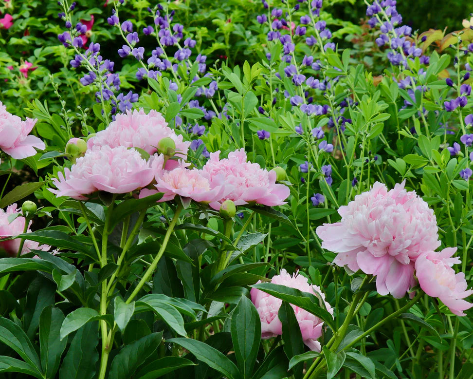 Pivoine Rose