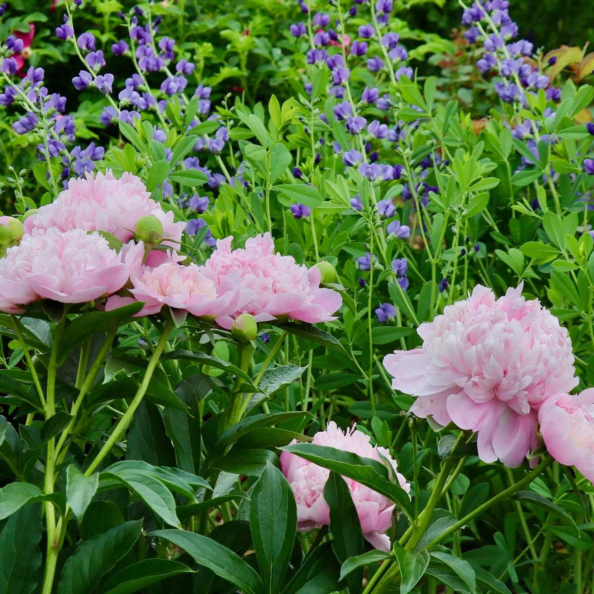 Pivoine Sarah Bernhardt