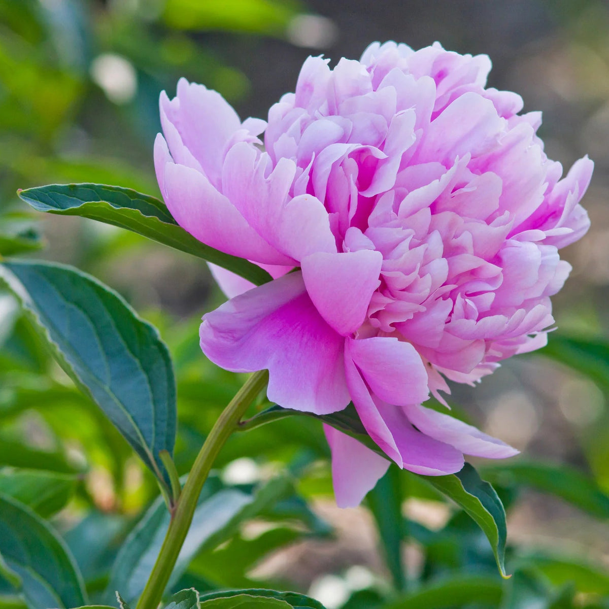 Pivoine Sarah Bernhardt