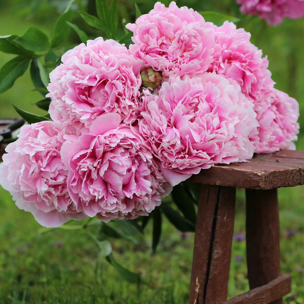 Pivoine 'Sarah Bernhardt'