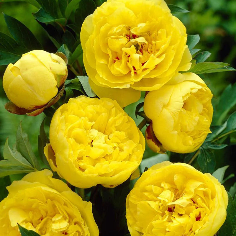 Pivoine jaune