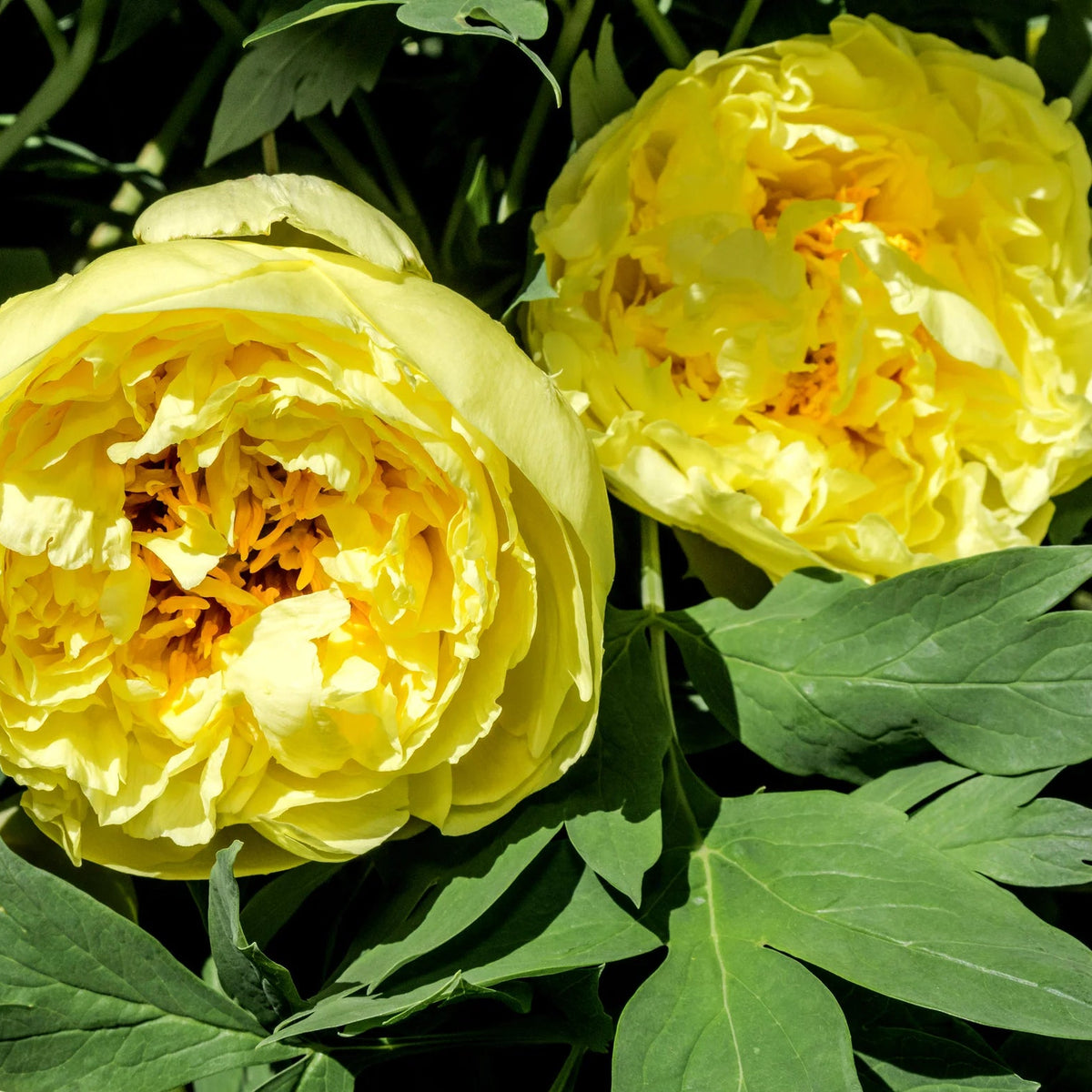 Pivoine jaune