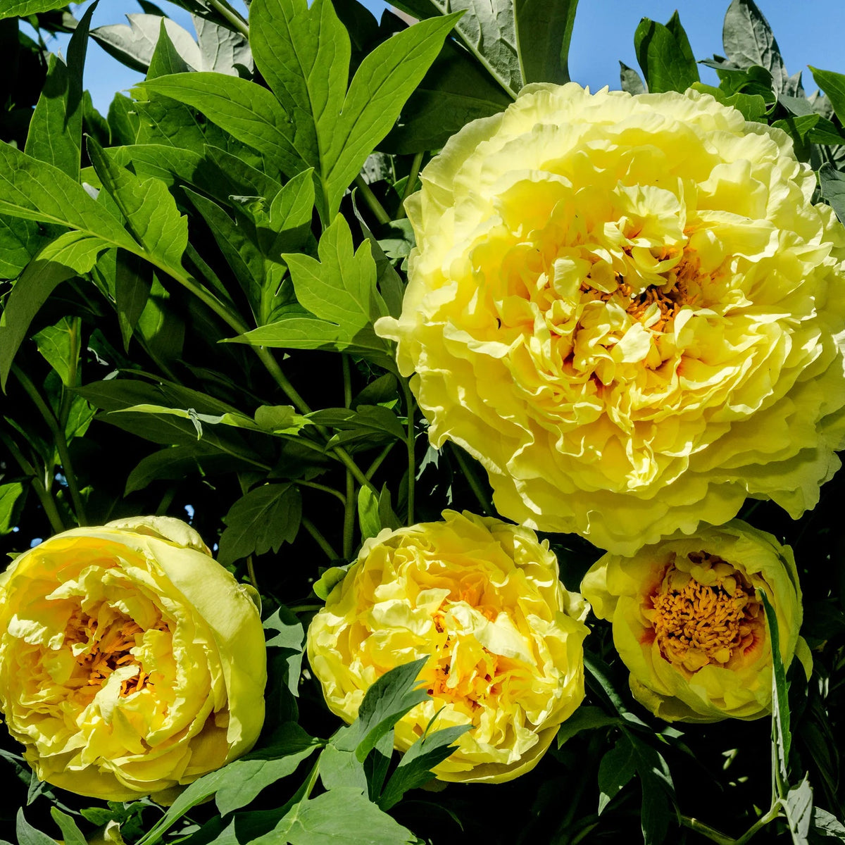 Pivoine jaune