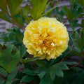 Pivoine jaune