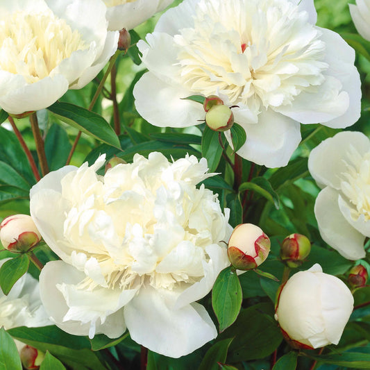 Pivoine Blanc