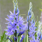 Camassia