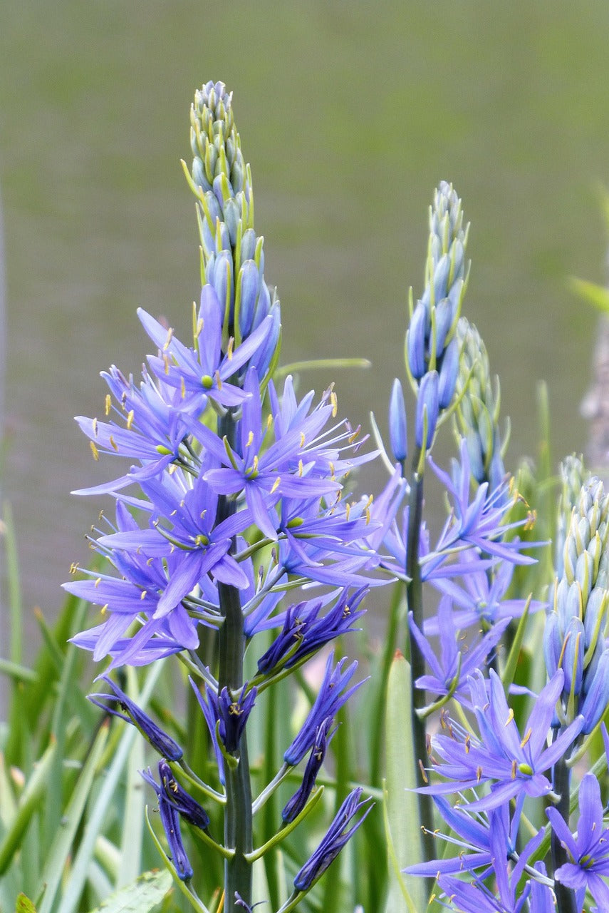 Camassia