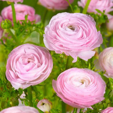 Renoncules rose
