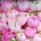 Renoncules rose