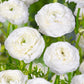 Renoncule blanche