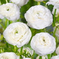 Renoncule blanche