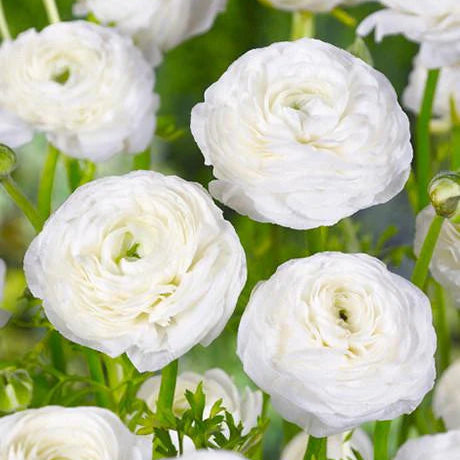 Renoncule blanche Image