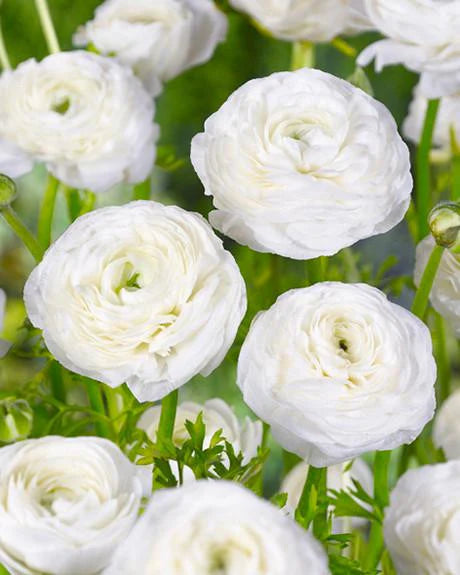 Renoncule blanche