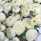 Renoncule blanche