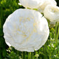 Renoncule blanche