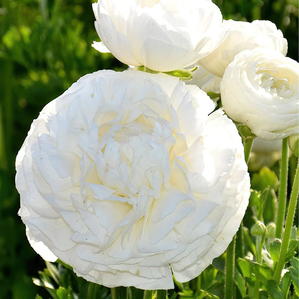 Renoncule blanche